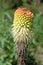 Architectural plants. Red hot poker. Kniphofia northiae