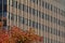 Architecture detail, windows of an office building with tree in front