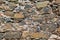 Architecture textures, detailed rusty and old wall masonry schist