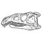 Archosaurus rossicus fossilized skull hand drawn sketch image. Carnivorous archosauriform reptile dinosaur fossil illustration