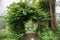 Archway Made of Leaves