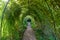 Archway of Trees