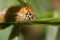 Arctia caja larva Caterpillar