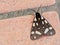 Arctia villica, Cream-spot tiger moth.