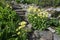 Arctic-Alpine Botanic garden, tromsÃ¸