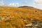 Arctic alpine vegetation on Mt. Washington, New Hampshire.