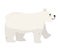 arctic animal polar bear