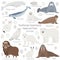 Arctic animal set. White polar bear, narwhal, whale, musk ox, seal, walrus, arctic fox, ermine, rabbit, arctic hare
