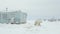 Arctic Animals A Polar Bear In A Blue Cabin