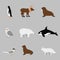 Arctic and antarctic animals set in flat vector
