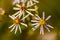 Arctic Aster Wildflowers