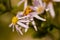 Arctic Aster Wildflowers