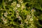 Arctic Aster Wildflowers