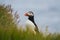 Arctic/Atlantic Puffin on Latrabjarg Cliff, Iceland