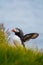 Arctic/Atlantic Puffin on Latrabjarg Cliff, Iceland