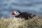 Arctic/Atlantic Puffin on Latrabjarg Cliff, Iceland