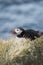 Arctic/Atlantic Puffin on Latrabjarg Cliff, Iceland