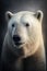 Arctic bear portrait on dark background. AI Generative