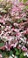 Arctic Beauty Kiwi - Actinidia kolomikta - Pink and white with green variegated shrub