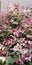 Arctic Beauty Kiwi - Actinidia kolomikta - Pink and white with green variegated shrub