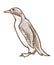 Arctic bird, penguin isolated sketch, flightless species