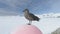 Arctic bird skua on snow winter landscape closeup