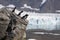 Arctic birds (little auks) over the glacier