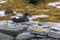 Arctic birds resting on a rock in the nature retreat on Vigur island, Iceland