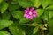 Arctic Bramble, Rubus arcticus flowering in taiga forest