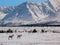 Arctic Caribou in the Alaska Range (Broad Pass)