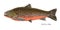 Arctic char fish hand drawn realistic illustration