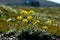 Arctic Chukotka. Flowers in the tundra.