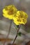 Arctic cinquefoil growing on the tundra, central Nunavut, Arctic Canada