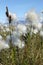 Arctic cotton or arctic cottongrass blowing in the wind, Pond Inlet Nunavut