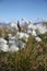Arctic cotton or arctic cottongrass blowing in the wind, Pond Inlet Nunavut