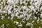 Arctic cotton-grass in Iceland.