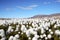Arctic Cotton Grass Scene