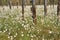 Arctic cottongrass