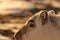 Arctic detail. Twilight landscape with reindeer. Wild Reindeer, Rangifer tarandus, with massive antlers in snow, Svalbard, Norway