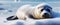 Arctic Elegance: Seal Blanketed in Snow