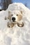 Arctic Family: A Polar Bear\\\'s Journey in a Secret Winter Wonderl