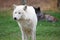 Arctic female wolfdog