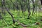 Arctic forest of gnarled dwarf birches and fern, Southern Norway