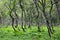 Arctic forest of gnarled dwarf birches and fern, Southern Norway