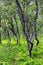 Arctic forest of gnarled dwarf birches and fern, Southern Norway