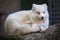 Arctic Fox