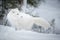 Arctic fox