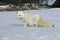 Arctic fox, Alopex lagopus