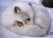 Arctic fox also known as the white, polar or snow fox, is a small fox native to the Arctic regions