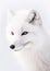 Arctic Fox. Captivating Wilderness. Generative AI